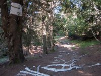 Valleraugue (30)  Sentier des arbres liés sous le Mt Aigoual 12 juillet 2018
