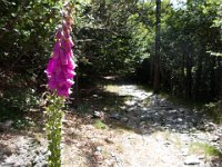 Bassurels (48)  Campanule sur le GR 7 12 juillet 2018 : fleur