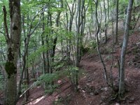 Bassurels (48) Sous bois dans la descente vers Aire de Côte 12 juillet 2018